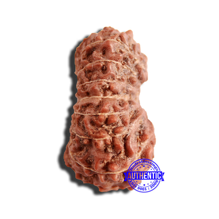 16 Mukhi Rudraksha from Indonesia - Bead No 271