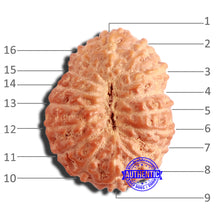 Load image into Gallery viewer, 16 Mukhi Rudraksha from Indonesia - Bead No 274
