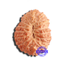 Load image into Gallery viewer, 16 Mukhi Rudraksha from Indonesia - Bead No 274
