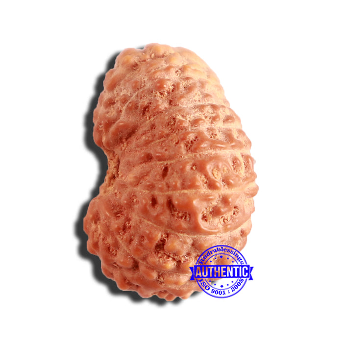 16 Mukhi Rudraksha from Indonesia - Bead No 274