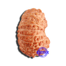 Load image into Gallery viewer, 16 Mukhi Rudraksha from Indonesia - Bead No 274
