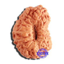 Load image into Gallery viewer, 16 Mukhi Rudraksha from Indonesia - Bead No 275

