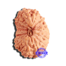 Load image into Gallery viewer, 16 Mukhi Rudraksha from Indonesia - Bead No 275
