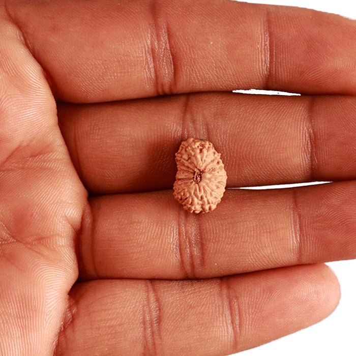 16 Mukhi Rudraksha from Indonesia - Bead No 275