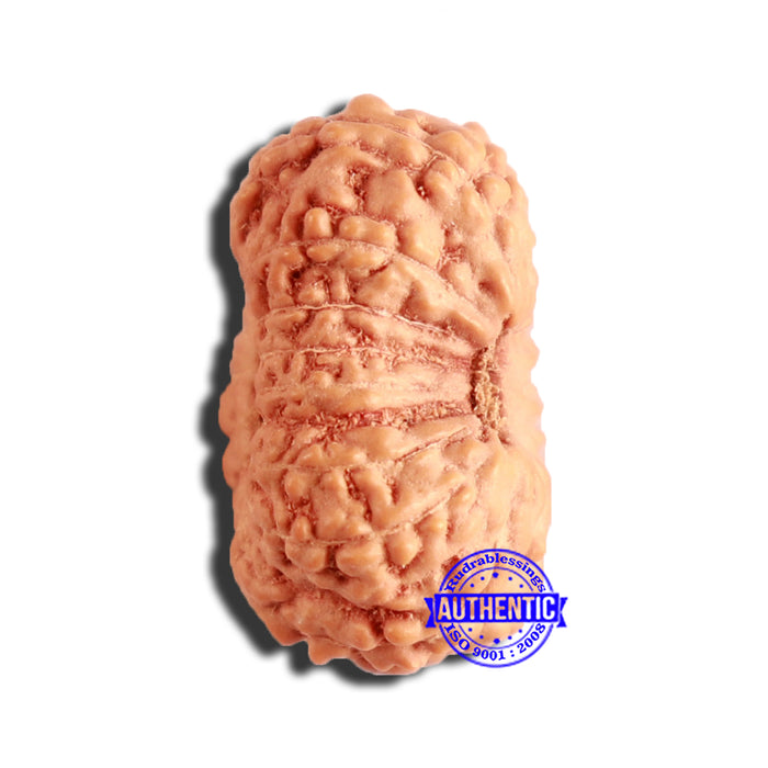 16 Mukhi Rudraksha from Indonesia - Bead No 275