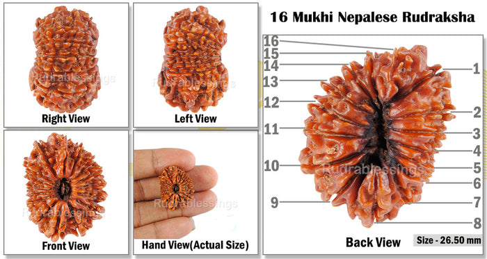 16 Mukhi Rudraksha from Nepal - Bead No. 39