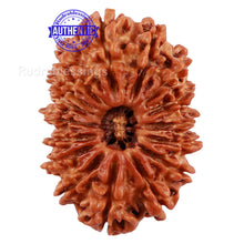 Load image into Gallery viewer, 16 Mukhi Rudraksha from Nepal - Bead No. 63
