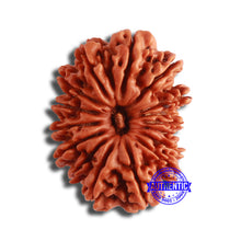 Load image into Gallery viewer, 16 Mukhi Rudraksha from Nepal - Bead No. 100
