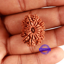 Load image into Gallery viewer, 16 Mukhi Rudraksha from Nepal - Bead No. 100
