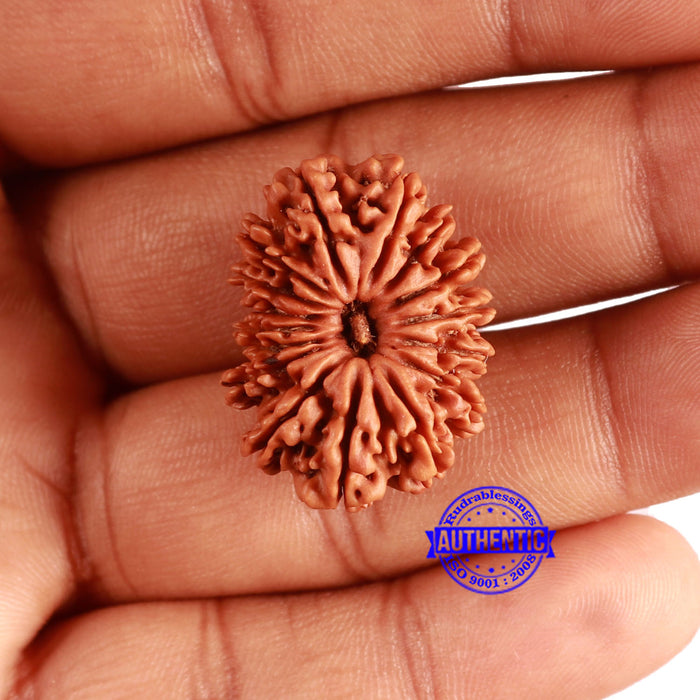 16 Mukhi Rudraksha from Nepal - Bead No. 100