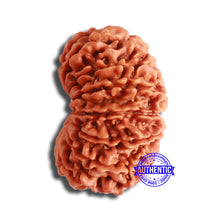 Load image into Gallery viewer, 16 Mukhi Rudraksha from Nepal - Bead No. 100
