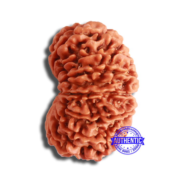 16 Mukhi Rudraksha from Nepal - Bead No. 100