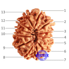 Load image into Gallery viewer, 13 Mukhi Nepalese Rudraksha - Bead No. 329
