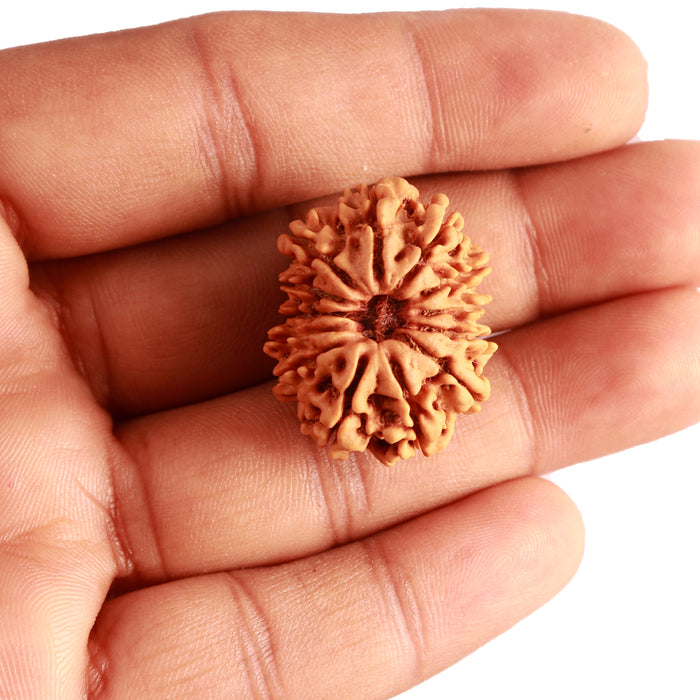 13 Mukhi Nepalese Rudraksha - Bead No. 329