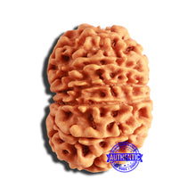 Load image into Gallery viewer, 13 Mukhi Nepalese Rudraksha - Bead No. 329

