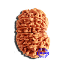 Load image into Gallery viewer, 13 Mukhi Nepalese Rudraksha - Bead No. 329
