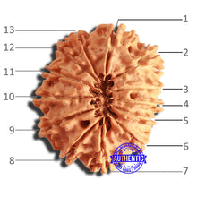 Load image into Gallery viewer, 13 Mukhi Nepalese Rudraksha - Bead No. 330
