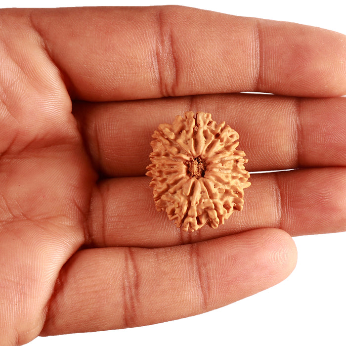 13 Mukhi Nepalese Rudraksha - Bead No. 330