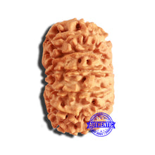 Load image into Gallery viewer, 13 Mukhi Nepalese Rudraksha - Bead No. 330
