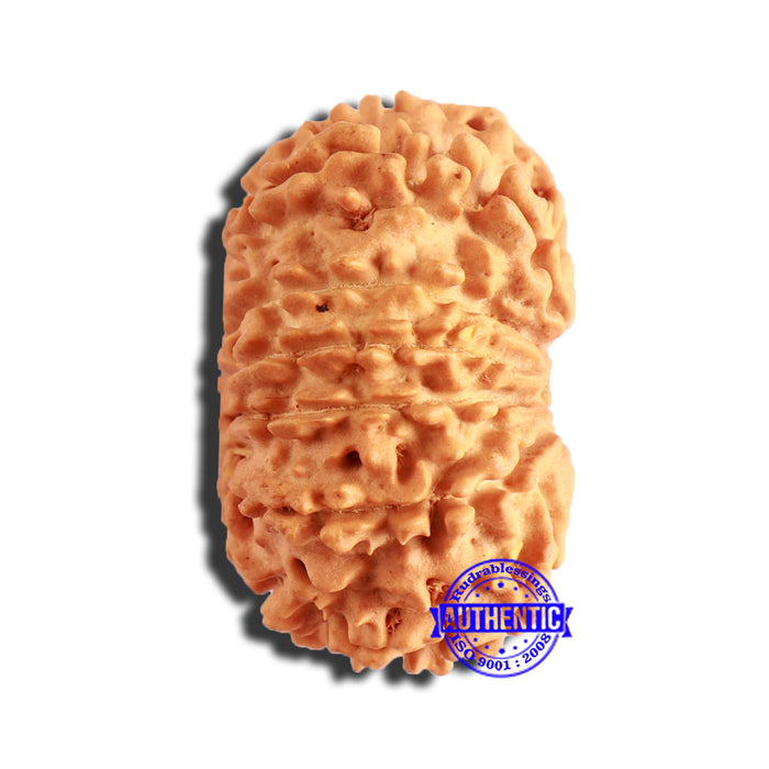 13 Mukhi Nepalese Rudraksha - Bead No. 330