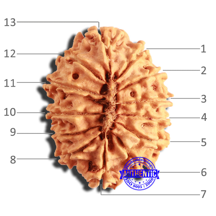 13 Mukhi Nepalese Rudraksha - Bead No. 332