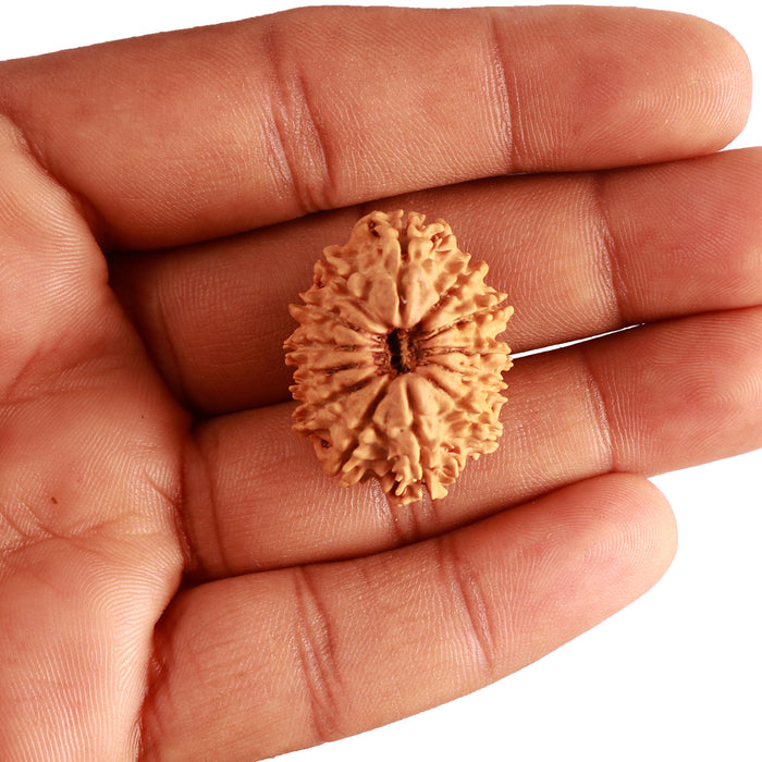 13 Mukhi Nepalese Rudraksha - Bead No. 332