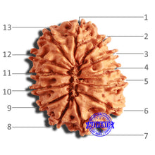 Load image into Gallery viewer, 13 Mukhi Nepalese Rudraksha - Bead No. 333
