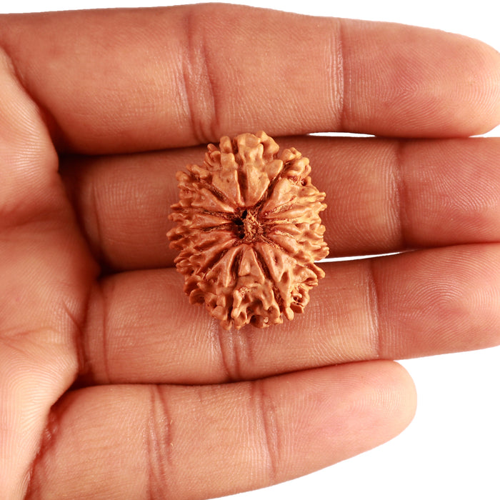 13 Mukhi Nepalese Rudraksha - Bead No. 333