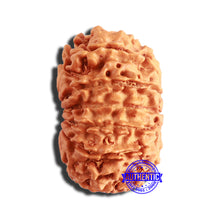 Load image into Gallery viewer, 13 Mukhi Nepalese Rudraksha - Bead No. 333
