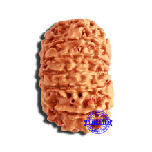 Load image into Gallery viewer, 13 Mukhi Nepalese Rudraksha - Bead No. 333
