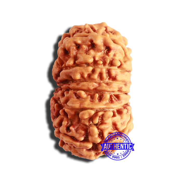 13 Mukhi Nepalese Rudraksha - Bead No. 334