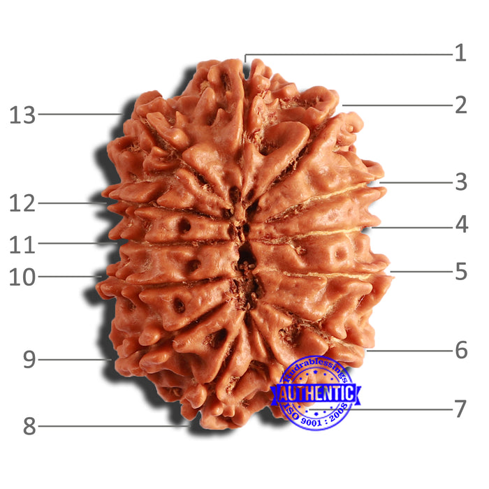 13 Mukhi Nepalese Rudraksha - Bead No. 335