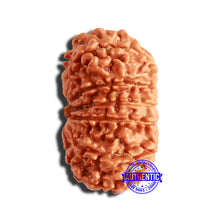 Load image into Gallery viewer, 13 Mukhi Nepalese Rudraksha - Bead No. 335
