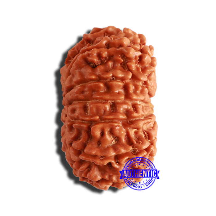 13 Mukhi Nepalese Rudraksha - Bead No. 335