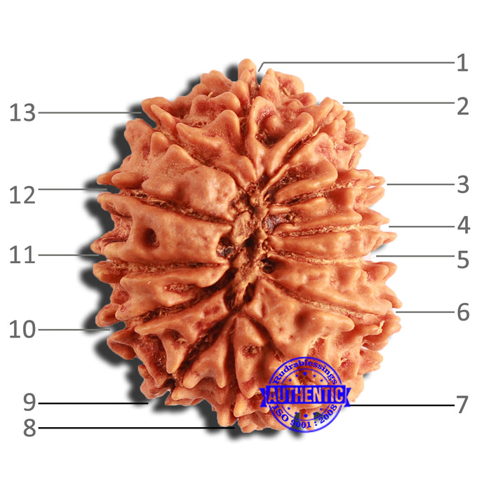 13 Mukhi Nepalese Rudraksha - Bead No. 336