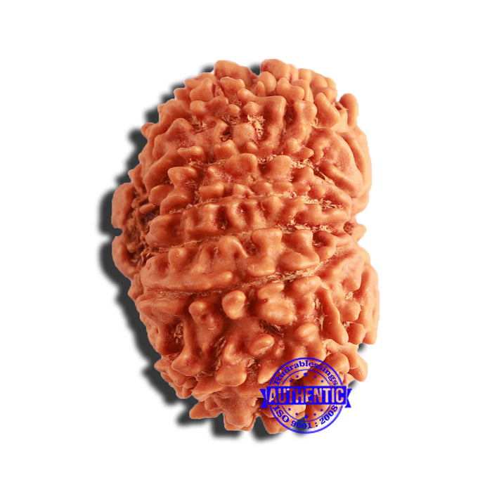 13 Mukhi Nepalese Rudraksha - Bead No. 336