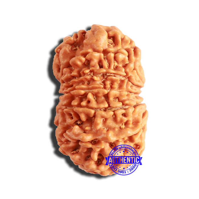 13 Mukhi Nepalese Rudraksha - Bead No. 337