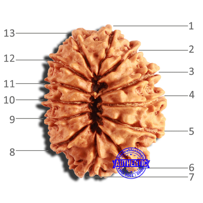 13 Mukhi Nepalese Rudraksha - Bead No. 339