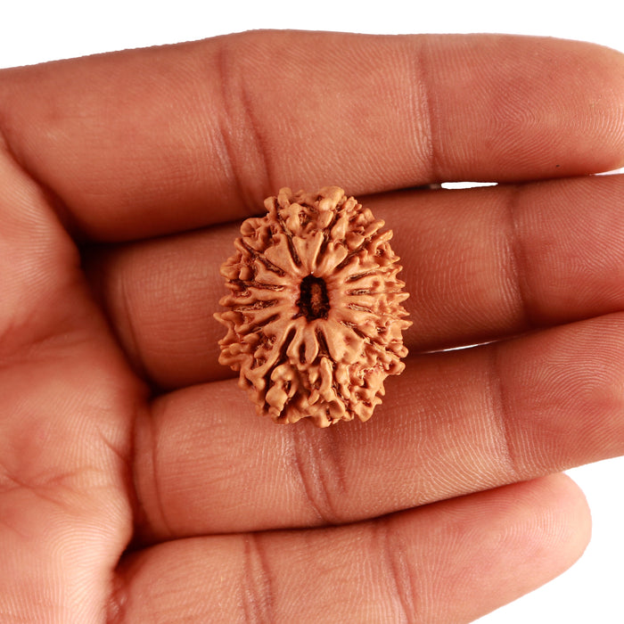 13 Mukhi Nepalese Rudraksha - Bead No. 339