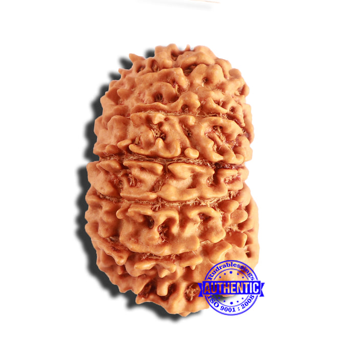 13 Mukhi Nepalese Rudraksha - Bead No. 339