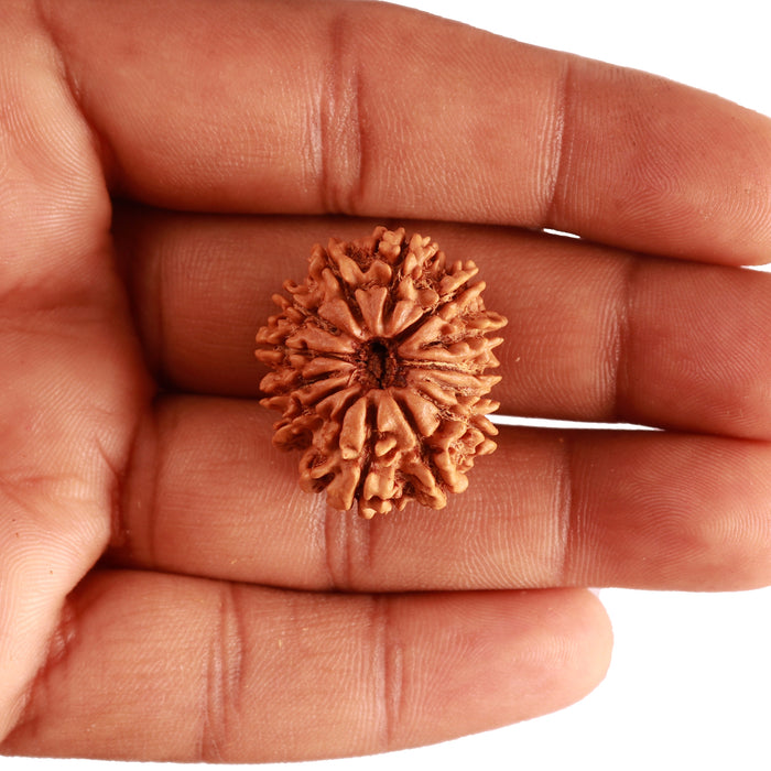13 Mukhi Nepalese Rudraksha - Bead No. 341