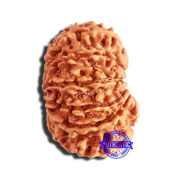 13 Mukhi Nepalese Rudraksha - Bead No. 341