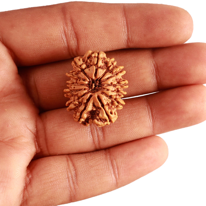 13 Mukhi Nepalese Rudraksha - Bead No. 342