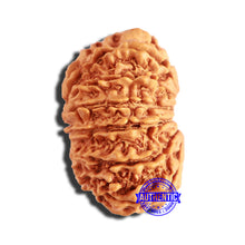 Load image into Gallery viewer, 13 Mukhi Nepalese Rudraksha - Bead No. 342
