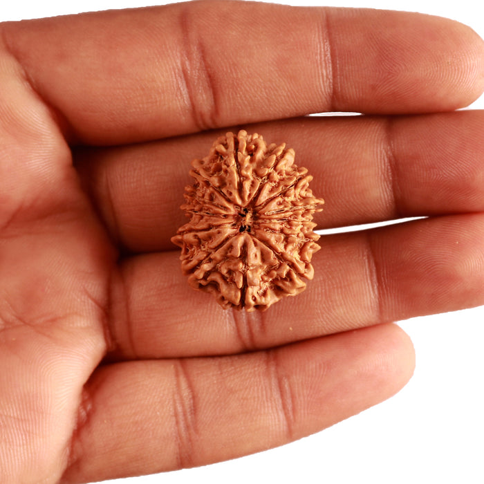 13 Mukhi Nepalese Rudraksha - Bead No. 343