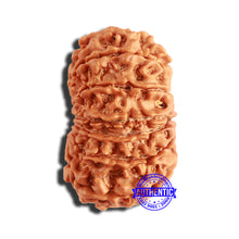Load image into Gallery viewer, 13 Mukhi Nepalese Rudraksha - Bead No. 343
