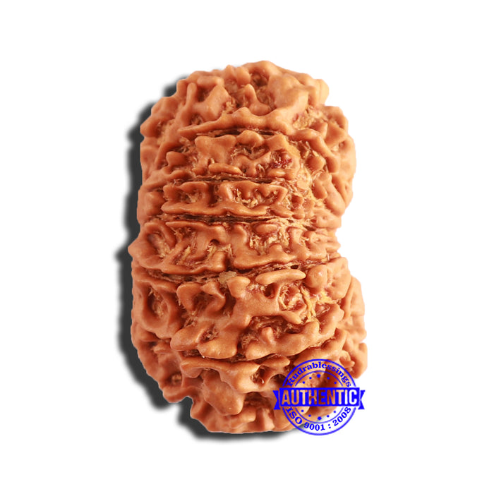 13 Mukhi Nepalese Rudraksha - Bead No. 343