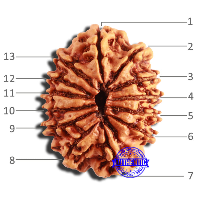 13 Mukhi Nepalese Rudraksha - Bead No. 344