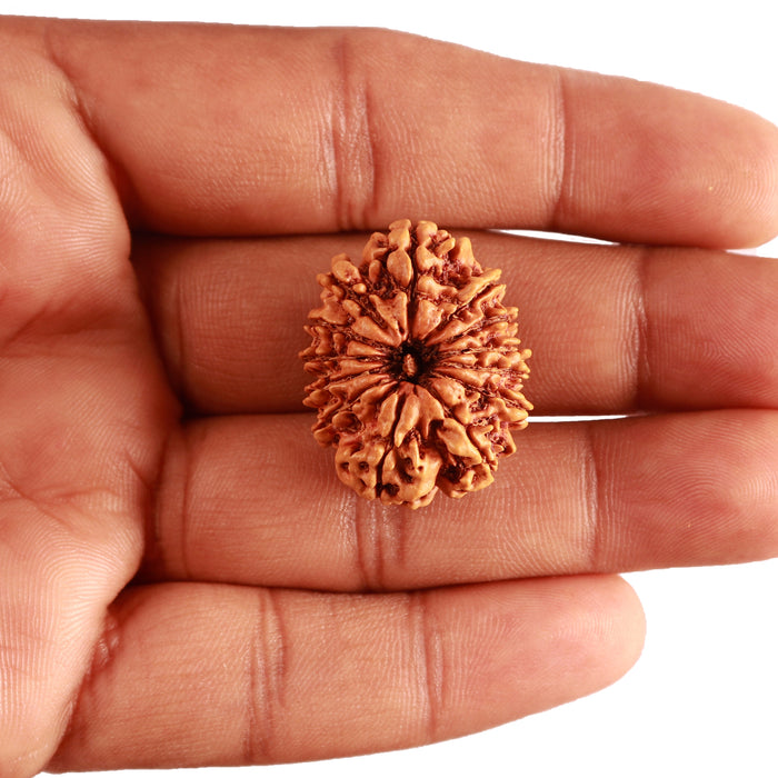13 Mukhi Nepalese Rudraksha - Bead No. 344