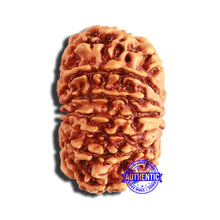 Load image into Gallery viewer, 13 Mukhi Nepalese Rudraksha - Bead No. 344
